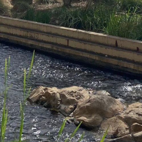 Institute Of Molecular Medicine Banner 1